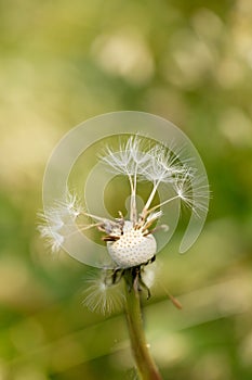 Close-up head of almost  flown dandelion on blurred green background.