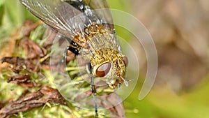 Close up of the head of a fly