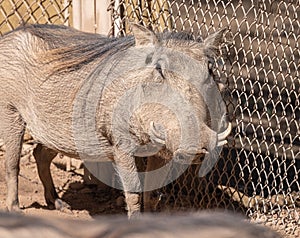Close up of the head and fore legs of white Warthog 