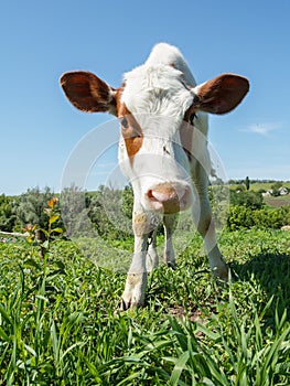 Close-up head of funny cow in bright sunlight