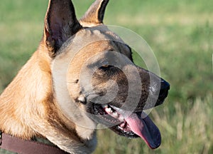 Close-up of the head of a German Shepherd mix. The animal is outdoors against a green background. The mouth is open, the tongue is