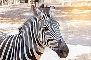 Close up head gf plains zebra Equus quagga or Burchells zebra