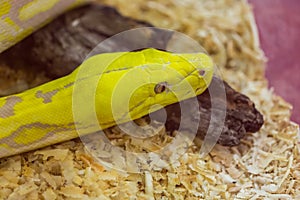 Close up head of Gold Python,Reticulated python
