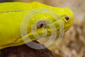 Close up head of Gold Python,Reticulated python