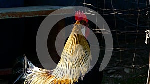 Close up of head of golden rooster standing on traditional rural barnyard in the morning. Colorful long-tailed Phoenix cockerel