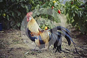 Close up of head of golden rooster standing on traditional rural barnyard in the morning. Portrait of colorful long-tailed Phoenix