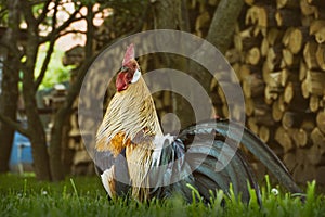 Close up of head of golden rooster standing on traditional rural barnyard in the morning. Portrait of colorful long-tailed Phoenix