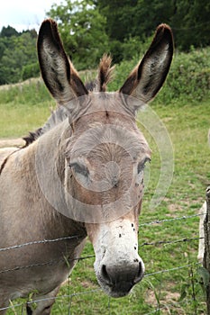 Close-up of the head of a gray Cotentin donkey in a field