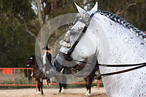 Close-up of the head of a gray and white horse with the bridle being held by its rider