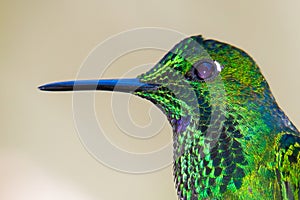 Close-up of the head of Green hummingbird