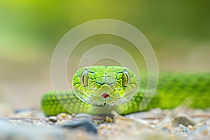 Close-up of the head of a green snake on the sand.