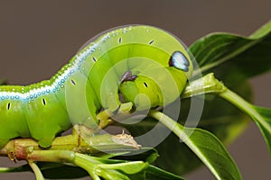 Close up head green worm or Daphnis neri worm on the stick tree in nature and enviroment