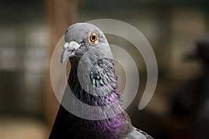 Close up head of homing pigeon bird