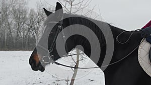 Close-up, head of a horse galloping on a winter snow-covered ranch. Beautiful black horse walks on a farm country road