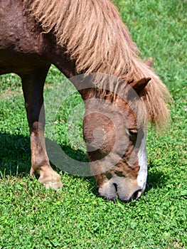 Close up of head of horse grazing grass in the meadow