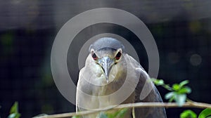 A Close up head hot of Black-crowned night heron