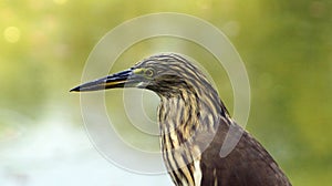 A Close up head hot of Chinese Pond Heron bird