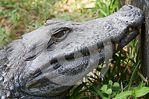 Close up of Head of a huge Black Caiman Alligator. Guyana South America