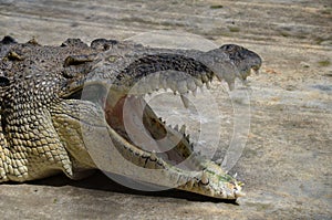 Close-up of the head of a huge old crocodile with open mouth