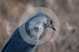 Close up of the head of a Jackdaw Corvus monedula