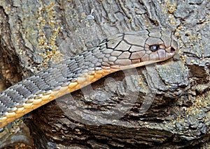 Close up Head of King Cobra on The Rock