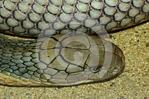 Close up head king cobra on sand