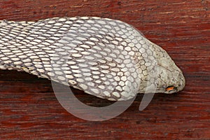 A close up head of a King Cobra. Tanned skin of Ophiophagus hannah. Belt of the most venomous snake on Bali island in Indonesia.