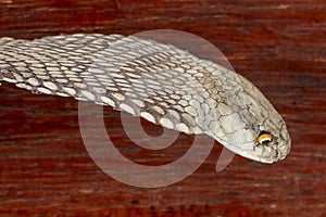 A close up head of a King Cobra. Tanned skin of Ophiophagus hannah. Belt of the most venomous snake on Bali island in Indonesia.