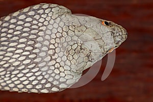 A close up head of a King Cobra. Tanned skin of Ophiophagus hannah. Belt of the most venomous snake on Bali island in Indonesia.