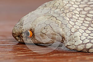 A close up head of a King Cobra. Tanned skin of Ophiophagus hannah. Belt of the most venomous snake on Bali island in Indonesia.