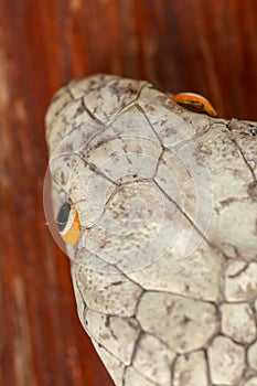 A close up head of a King Cobra. Tanned skin of Ophiophagus hannah. Belt of the most venomous snake on Bali island in Indonesia.