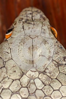 A close up head of a King Cobra. Tanned skin of Ophiophagus hannah. Belt of the most venomous snake on Bali island in Indonesia.