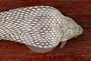 A close up head of a King Cobra. Tanned skin of Ophiophagus hannah. Belt of the most venomous snake on Bali island in Indonesia.