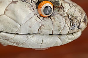 A close up head of a King Cobra. Tanned skin of Ophiophagus hannah. Belt of the most venomous snake on Bali island in Indonesia.