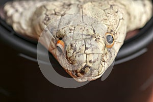 A close up head of a King Cobra. Tanned skin of Ophiophagus hannah. Belt of the most venomous snake on Bali island in Indonesia.