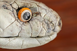 A close up head of a King Cobra. Tanned skin of Ophiophagus hannah. Belt of the most venomous snake on Bali island in Indonesia.