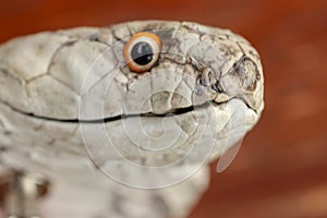 A close up head of a King Cobra. Tanned skin of Ophiophagus hannah. Belt of the most venomous snake on Bali island in Indonesia.