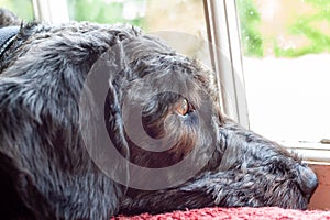Close up of head of labradoodle looking out of a window. Focus on eye, background blurry