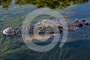 Close up of head of a large Australian saltwater crocodile Crocodylus porosus, Northern Territory, Australia