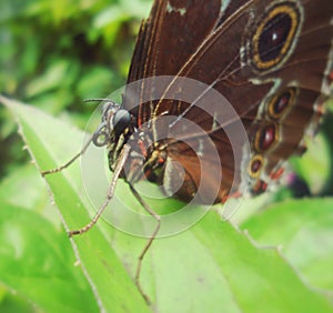 Close-up of the head of a large brown butterfly with circles on the wings