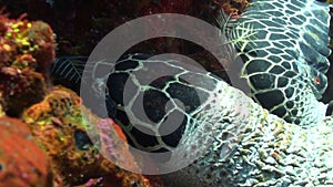 Close-up of head of live sea turtle on underwater coral reef in Bali.