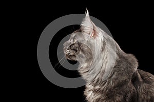 Close-up Head Maine Coon Cat Looks Curious Isolated Black, Profile