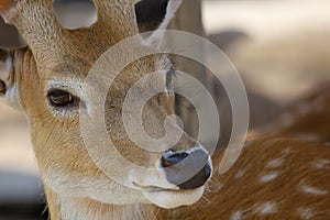 Close up head male deer in garden