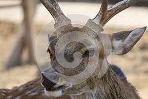 Close up head male deer in garden