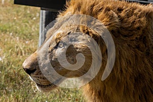 Close-up Head of Male Lion was Walking on The Field