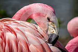 Close up of the head and neck of an Andean Flamingo with its beak tucked in its feathers