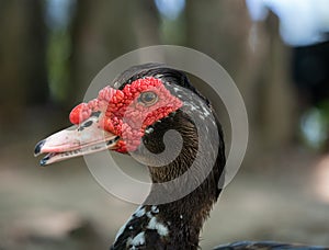 Close Up of the Head and Neck of a Muscovy Duck with Red Facial Wattles