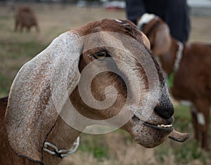 Close Up of the Head and Neck of a Nubian Doe Goat