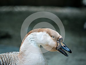 Close up with the head and neck of a swan goose Anser cygnoides