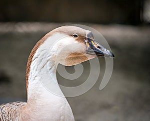 Close up with the head and neck of a swan goose Anser cygnoides